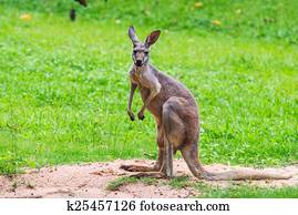 kangaroo kangaroo