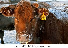 A Frosted over Inquisitive Beef Cow A Frosted over Inquisitive Beef Cow