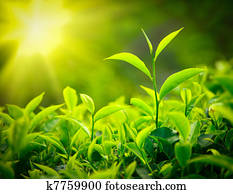 chá, broto, e, folhas