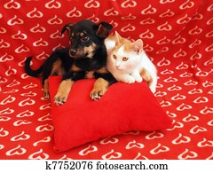 gato, y, dog:, amistad