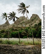 Palm trees near dried-up stream surrounded by fertile green valley and rugged cliffs in background. Santo Antao, Cabe Verde.