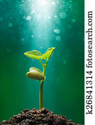 plant with sunbeam plant with sunbeam