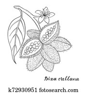 Bixa orellana (annatto, achiote). Bixa orellana (annatto, achiote).