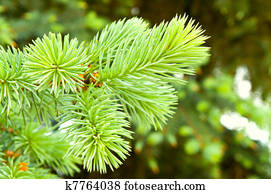 close-up of pine branches