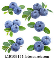 Collection of Blueberries