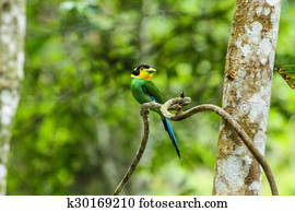 colorful bird long tailed broadbill on tree branch