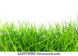 Grass Grass