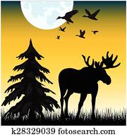 Moose on glade Moose on glade