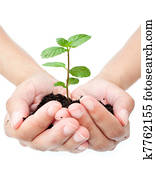 Plant in hands 