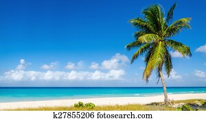 praia, com, alto, árvore palma, ilhas caraíbas