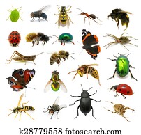 Set of insects Set of insects
