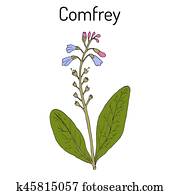 Comfrey Symphytum officinale , or boneset, knitbone, consound, slippery-root, medicinal plant Comfrey Symphytum officinale , or boneset, knitbone, consound, slippery-root, medicinal plant