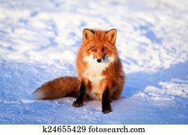 fox fox