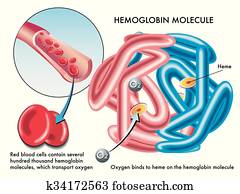 hemoglobin hemoglobin