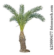 Palm tree Palm tree