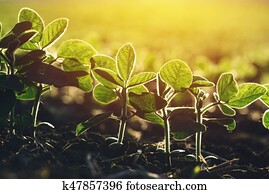 Close up of soybean plant in field Close up of soybean plant in field