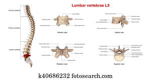 l3 4 and 5 vertebrae