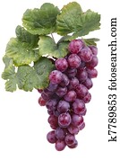 red wine grape, isolated red wine grape, isolated