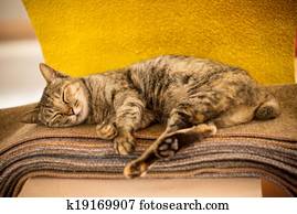 Cats sleep Cats sleep