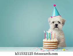 Dog with birthday cake Dog with birthday cake