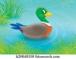 Duck Duck