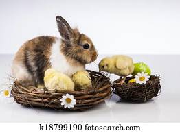 Easter, Bunny, Rabbit, Chicken Easter, Bunny, Rabbit, Chicken