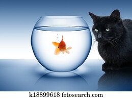 goldfish, perigo, -, com, gato preto