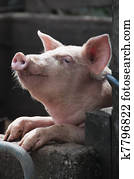 Happy Pig Happy Pig