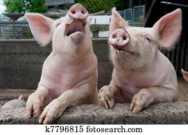 Singing pigs Singing pigs