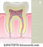 tooth medical anatomy with words