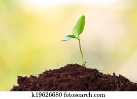 Young sprout Young sprout