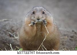 Black-tailed Prairie Dog, Cynomys ludovicianus Black-tailed Prairie Dog, Cynomys ludovicianus
