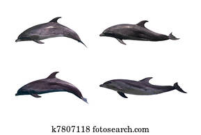 golfinho, isolado