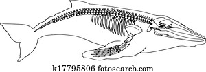 Skeleton of a whale Skeleton of a whale