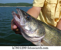 Walleye Walleye