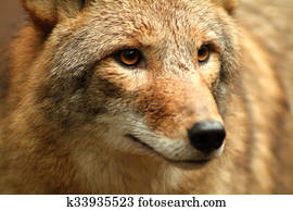 Coyote Coyote