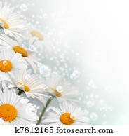 Daisy Daisy