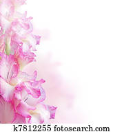 Gladiolus Gladiolus
