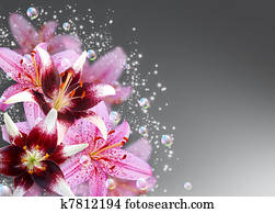 Lily Lily