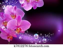 Orchid Orchid