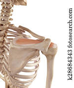 The supraspinatus The supraspinatus