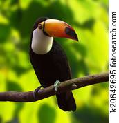 Toco Toucan (Ramphastos toco)