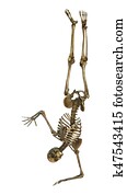 3D Rendering Human Skeleton on White 3D Rendering Human Skeleton on White
