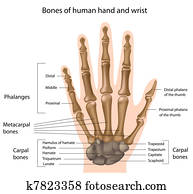Bones of the hand, eps8 Bones of the hand, eps8