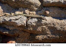 Common wall lizard sunbathing on a rock in the morning