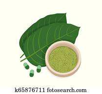 Mitragyna speciosa, kratom leaf Mitragyna speciosa, kratom leaf
