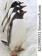 Three Gentoo penguins that stand in the way of the colony to the