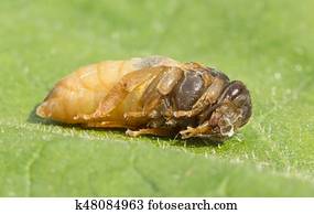 זחל, של, ה, דבורה, מלכה