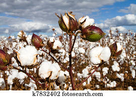Cotton Bolls Field Cotton Bolls Field