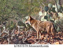 Coyote Coyote
